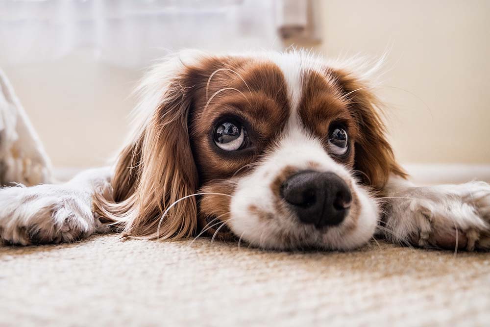 Protecting Your Fur Babies: How to Safely Use Commercial Cleaners Around Pets